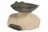 Zlichovaspis Trilobite With Small Reedops - Lghaft, Morocco #183719-1